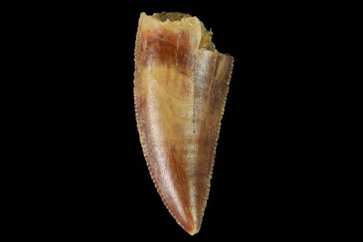Serrated, Raptor Tooth - Real Dinosaur Tooth #142588